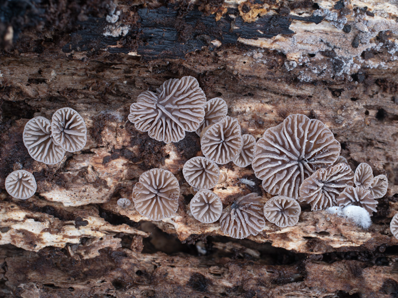 Resupinatus striatulus